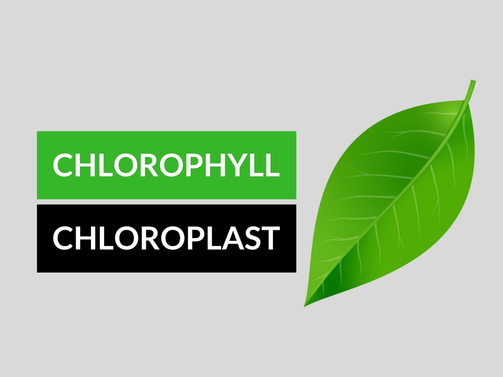 Chlorophyll and Chloroplast