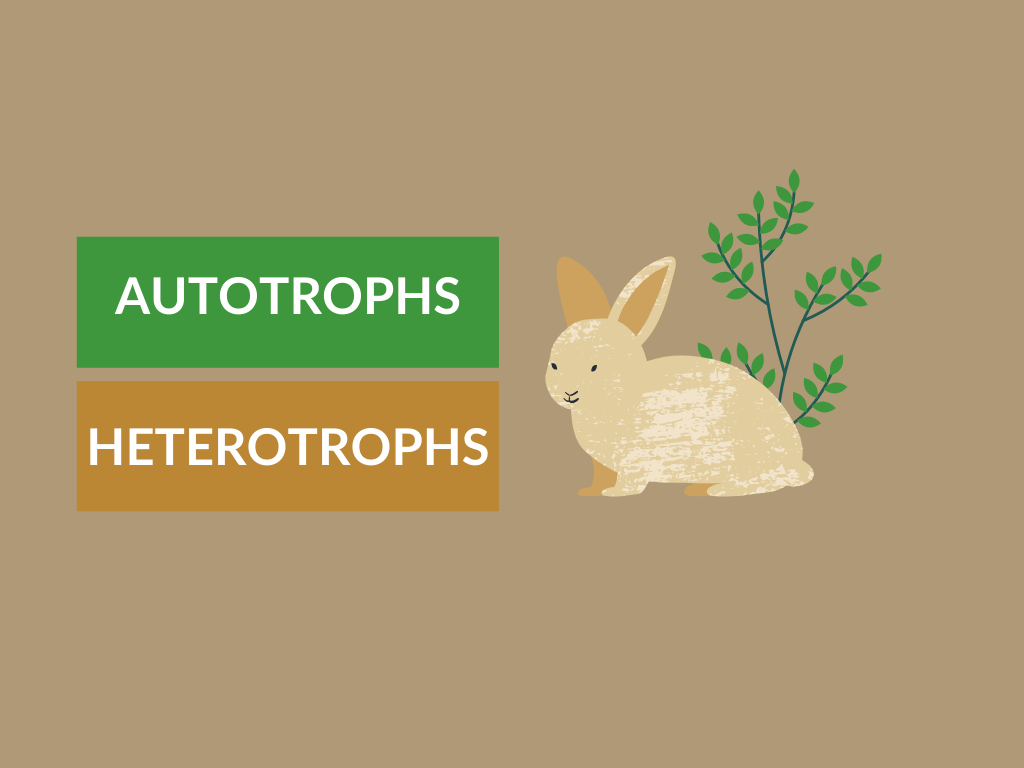 Difference-between-Autotrophs-and-Heterotrophs