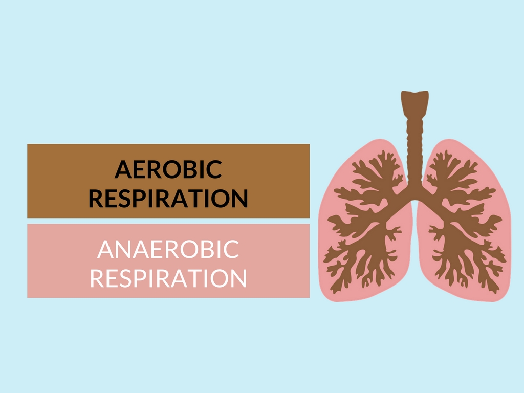 aerobic and anaerobic respiration