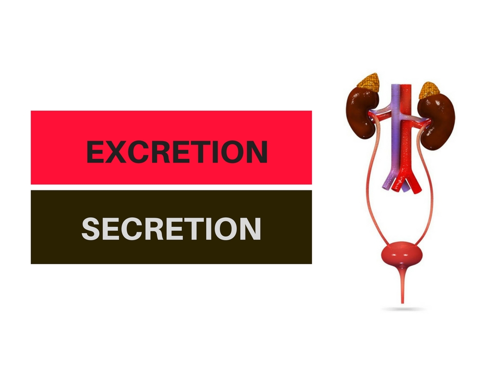 excretion and secretion