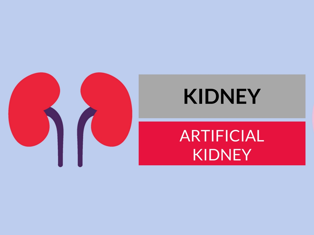 kidney and artificial kidney