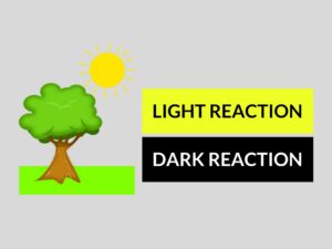 light reaction and dark reaction