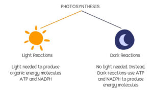 Difference between light reaction and dark reaction