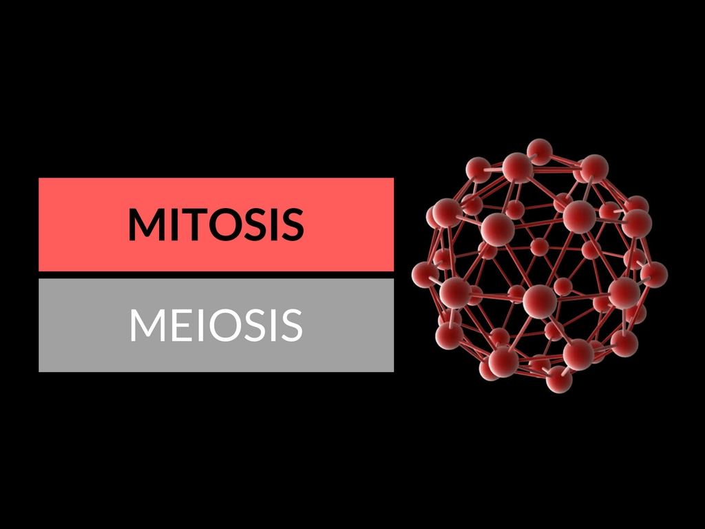 difference between mitosis and meiosis