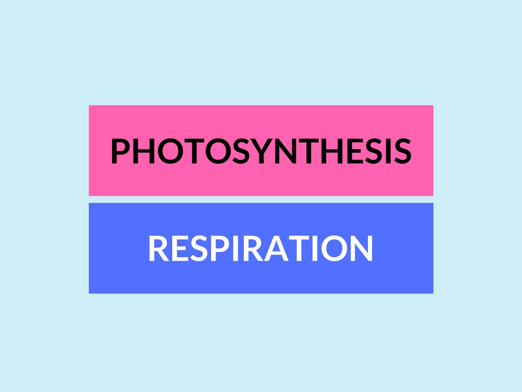 Difference between Photosynthesis and Respiration