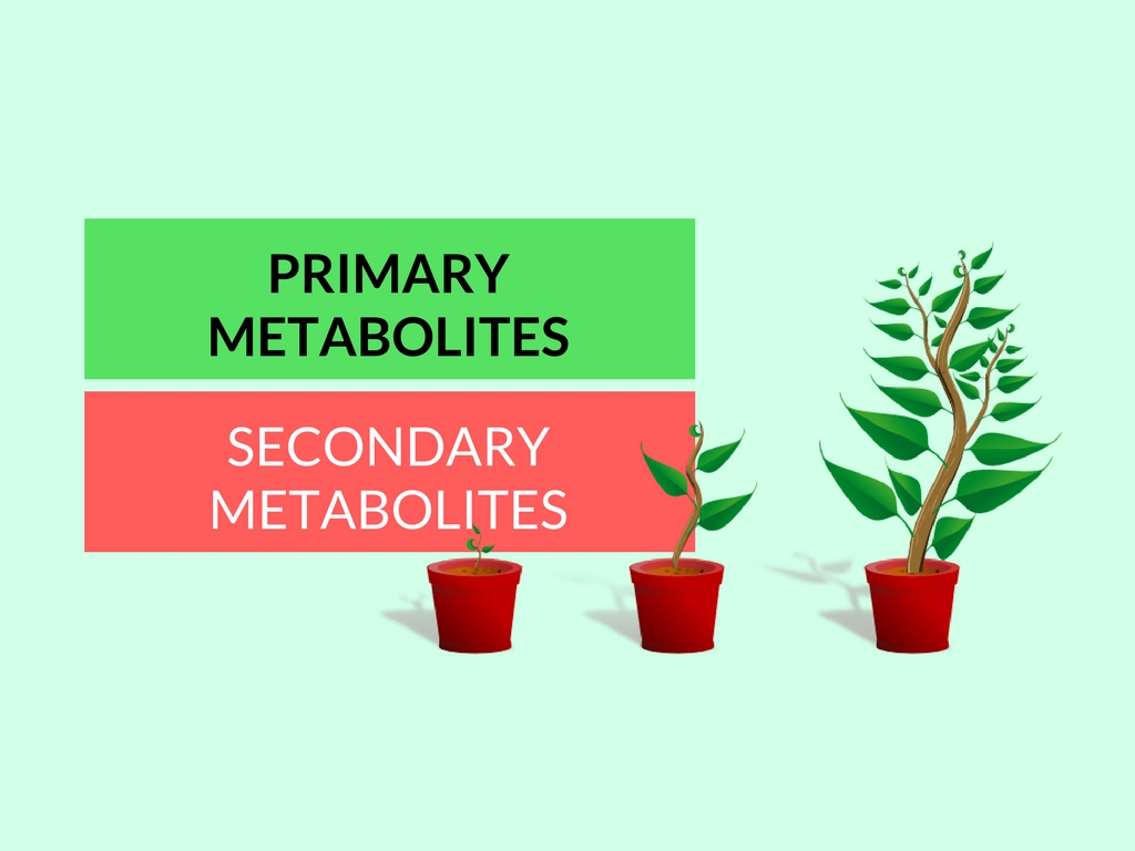 primary and secondary metabolites