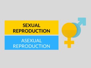 sexual reproduction and asexual reproduction