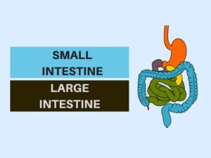 small intestine and large intestine