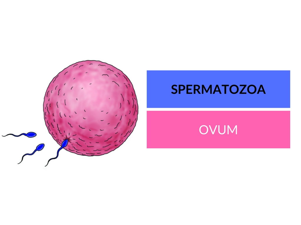 spermatozoa and ovum