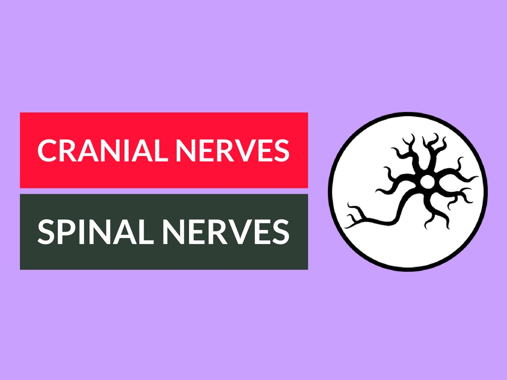Difference between Cranial Nerves and Spinal Nerves