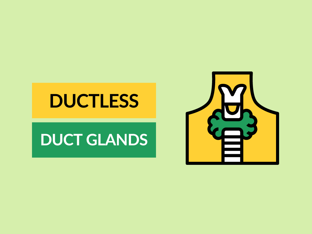 Difference between Ductless Glands and Duct Glands