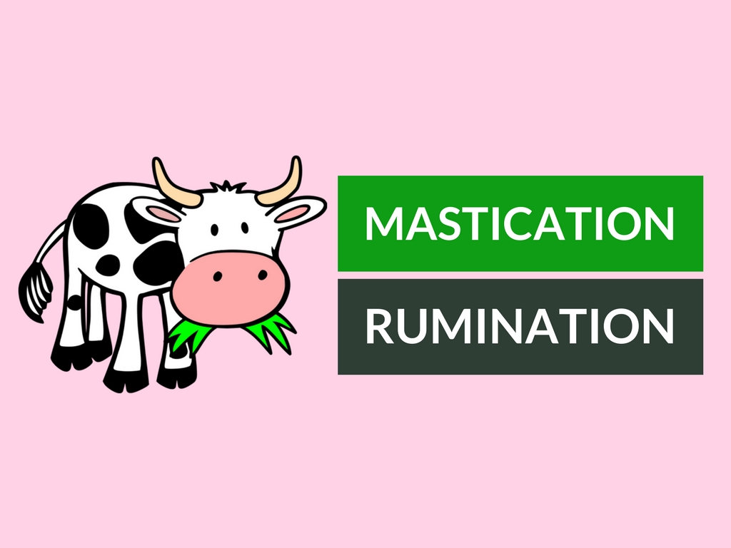 Difference between Mastication and Rumination