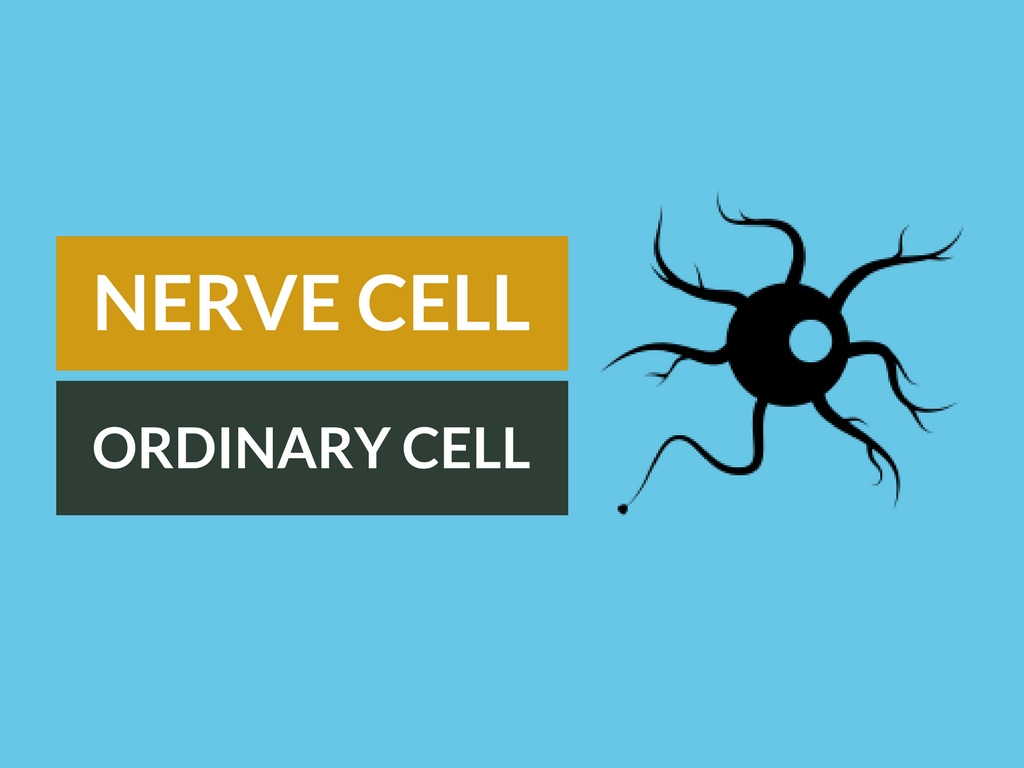Difference between Nerve Cell and Ordinary Cell