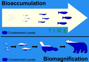 bio accumulation