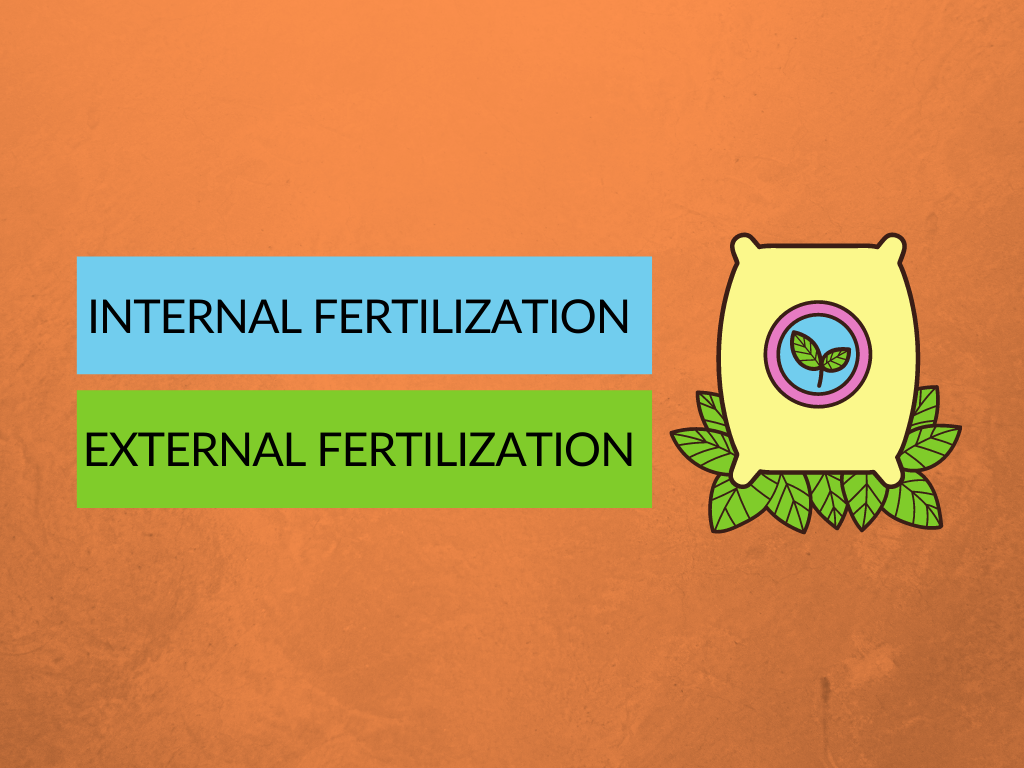 Difference between internal fertilization and external fertilization