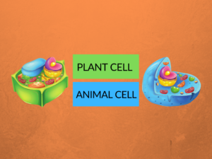 Difference between plant cell and animal cell