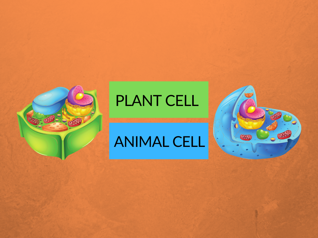 Difference between plant cell and animal cell