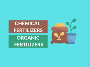 Difference between chemical fertilizers and organic fertilizers