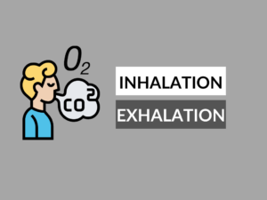 Difference between inhalation and exhalation