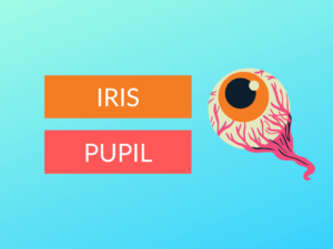 IRIS vs PUPIL