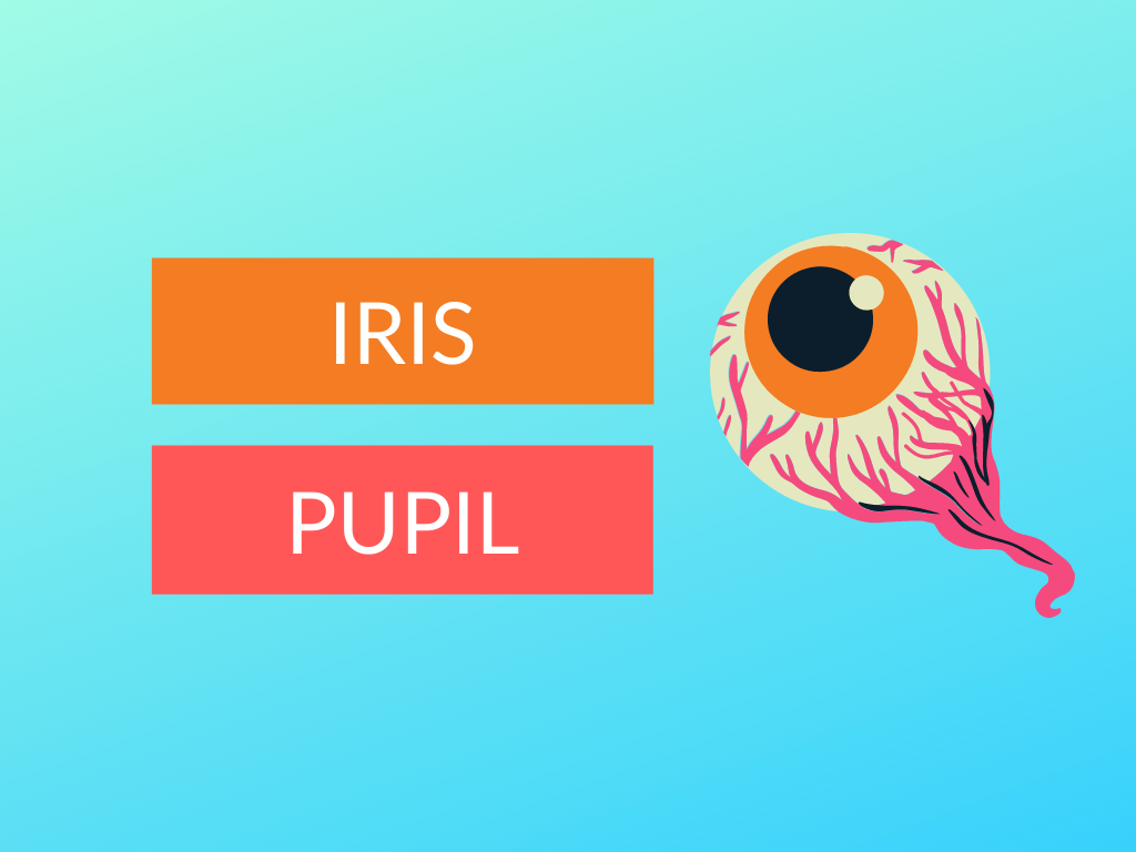 IRIS vs PUPIL