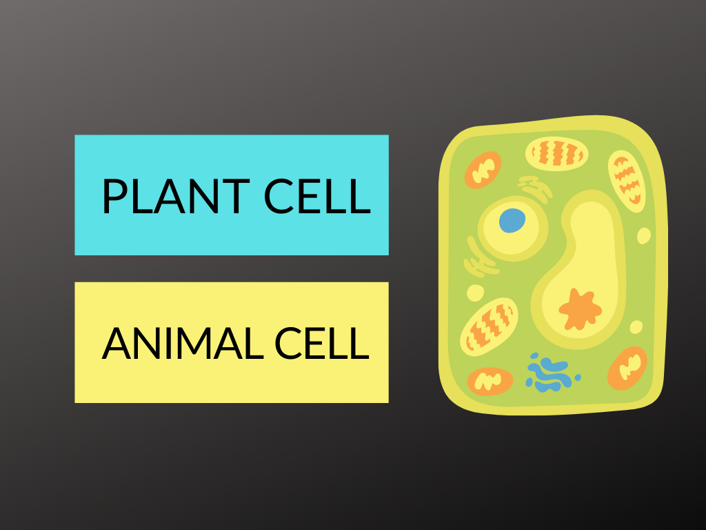 Difference between Plant cell and Animal Cell - Diferr