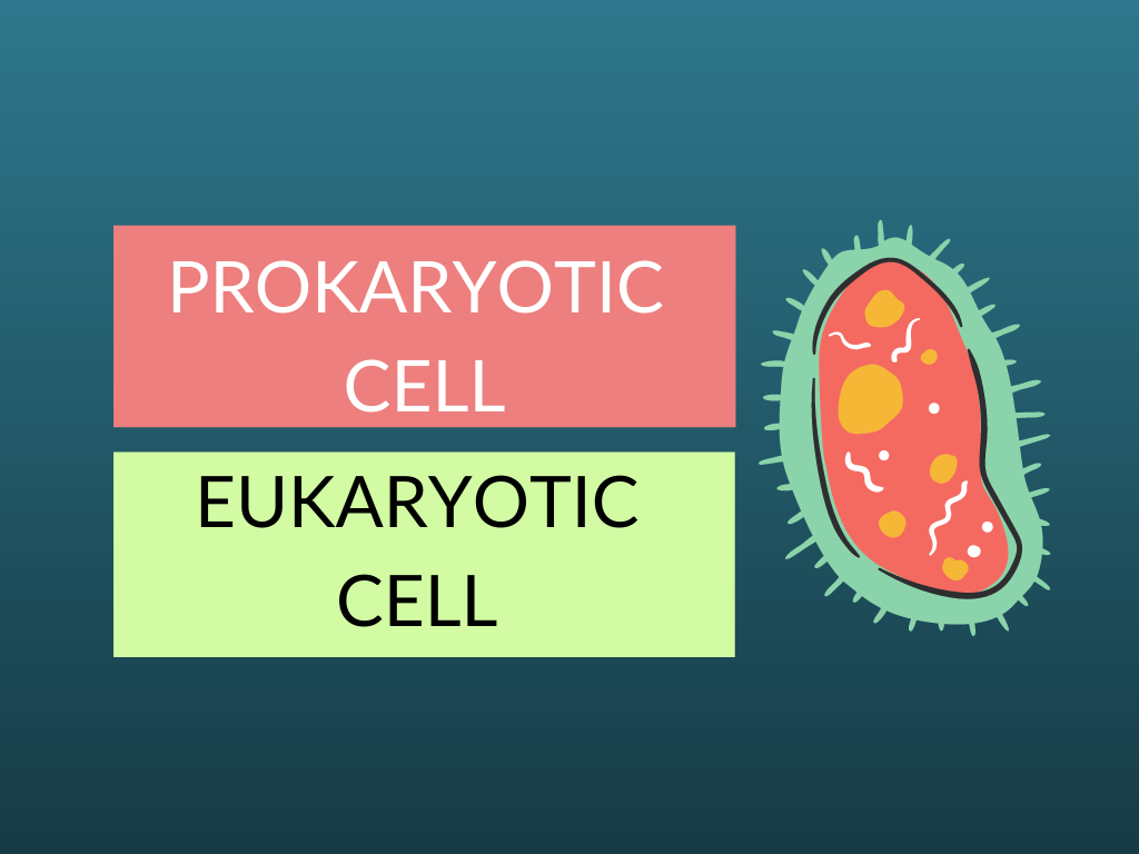 PROKARYOTIC CELL vs EUKARYOTIC CELL