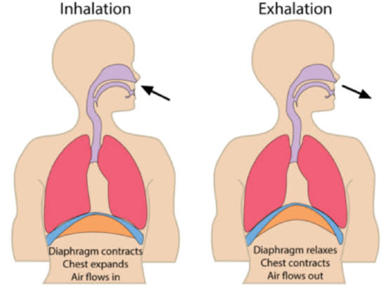 Inhalation vs. Exhalation: 15 Differences, Examples