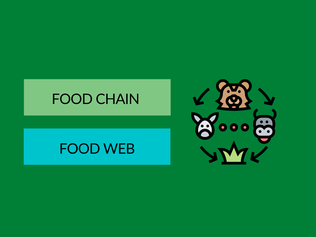Difference between Food Chain and Food Web