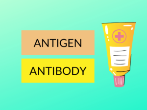 Antigen vs Antibody