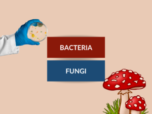 DIFFERENCES BETWEEN BACTERIA AND FUNGI