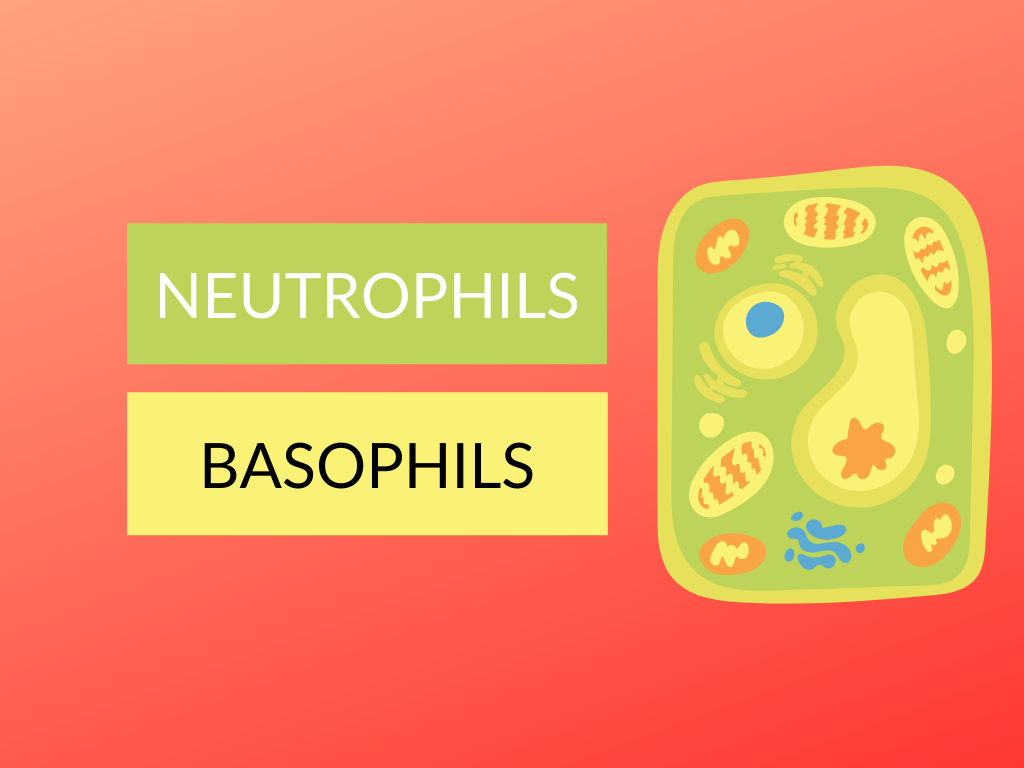 Difference between Neutrophils and Basophils