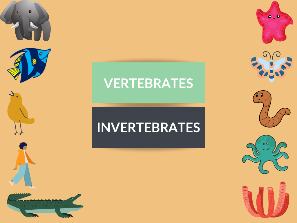 Difference Between Vertebrates and Invertebrates - Diferr