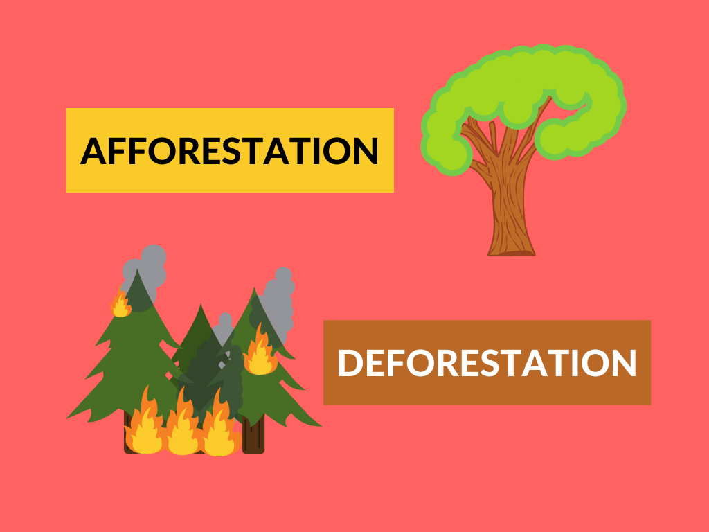 difference between afforestation and deforestation
