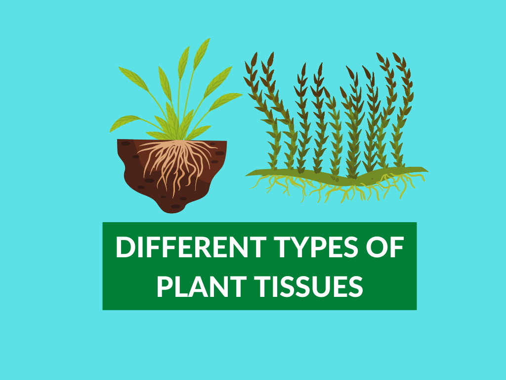 difference types of plant tissues