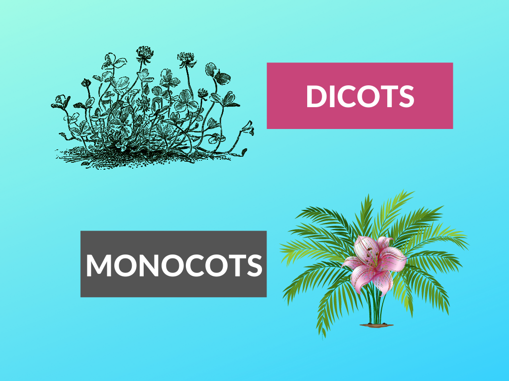 difference between monocots and dicots