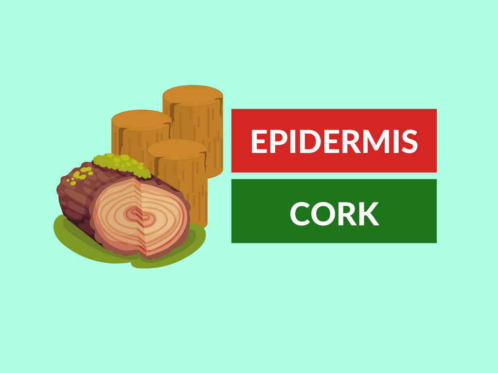 difference between epidermis and cork