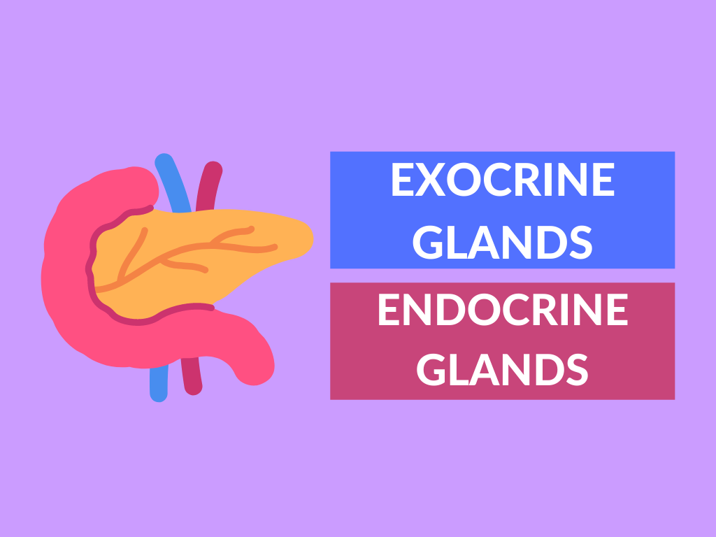 difference between exocrine glands and endocrine glands