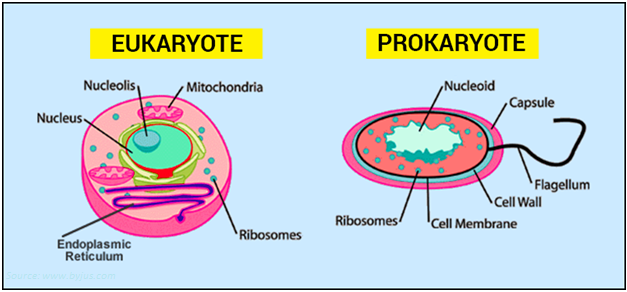 Difference between Prokaryotic Cell and Eukaryotic Cell