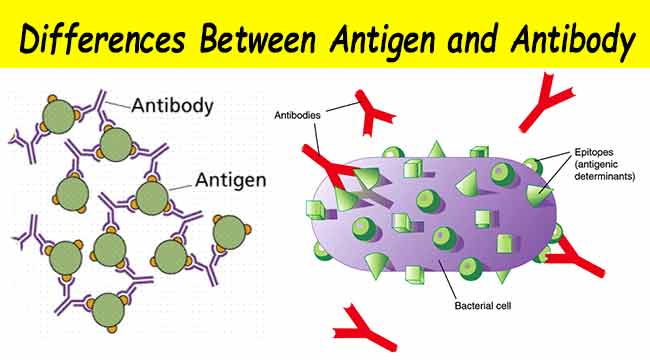 Difference between Antigen and Antibodies