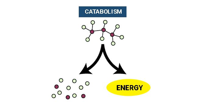 Catabolic and Metabolic