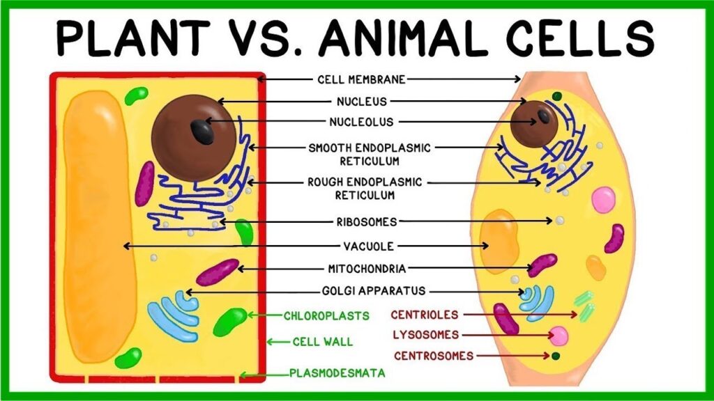 Difference between Plant cell and Animal Cell - Diferr