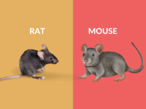 difference-between-rat-and-mouse